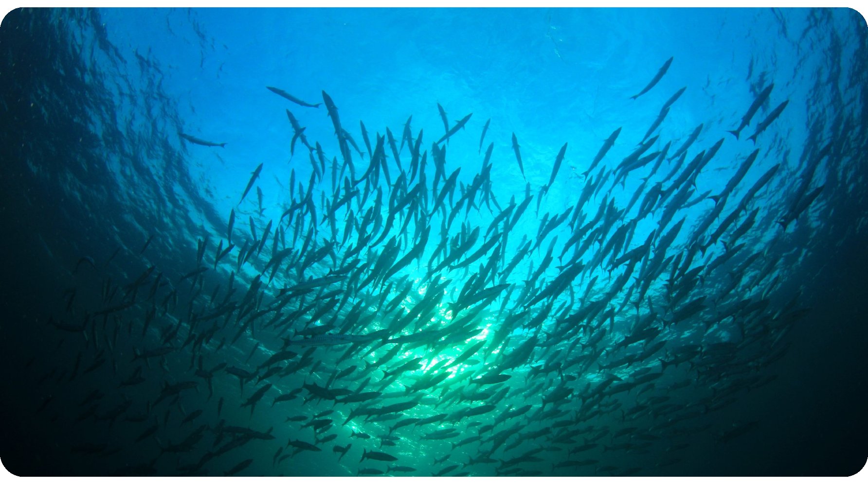 cute-fish-underwater (2)